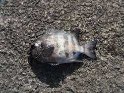 和歌山北港魚つり公園　サンバソウ33cmの…