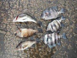 北港釣り公園　サンバソウ＆メバルの釣果