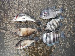 北港釣り公園　サンバソウ＆メバルの釣果