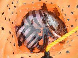 北港釣り公園　サンバソウ＆メバルの釣果