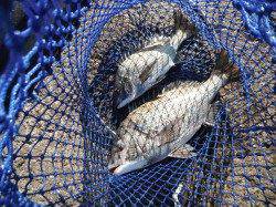 北港釣り公園　チヌ〜44cmの釣果