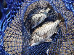 北港釣り公園　チヌ〜44cmの釣果