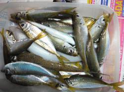 和田漁港でサビキ＆チョイ投げ　アジ30匹ほ…