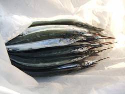 南芦屋浜　 玉ウキと飛ばし浮きでのサヨリ狙…