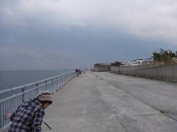 南芦屋浜　サヨリは気配なく2匹のみ、最後に…