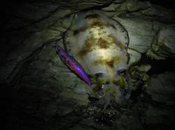 雑賀崎　エギングでアオリイカ、急激に寒くな…