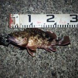 助松埠頭　シーバス反応なくそろそろシーズン到来のガシリングにシフト