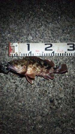 助松埠頭　シーバス反応なくそろそろシーズン到来のガシリングにシフト