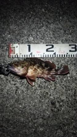 助松埠頭　シーバス反応なくそろそろシーズン…