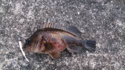 飾磨でタチウオワインド　ゴールドとケイムラ…