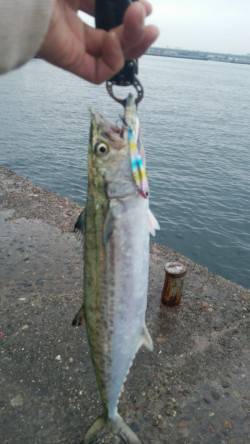 春木白灯へシーバス狙いで釣行　サゴシがヒッ…