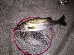 淡路佐野でアジング　シーズンもそろそろ終わ…