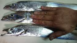 飾磨～広畑周辺　メタルジグで沖のボトムから…