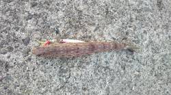 一番船で岸和田一文字、沖の北へ  バイブレ…