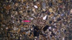 松帆　雨の中でのエギングは今秋最大の26c…