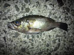 箱作　浮釣り＆ちょい投げでメバル・ガシラ・…