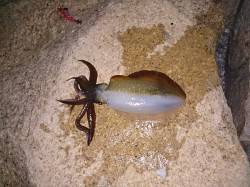 松帆周辺でアオリイカ　エギングでランガンし…