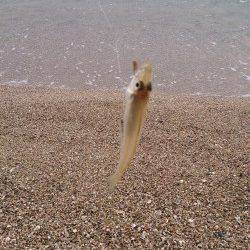 午後から須磨海岸で投げ釣り　14時ぐらいまでキス入れ食いでした！