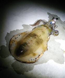 有田にてエギング　防波堤の内向きで、当たり…