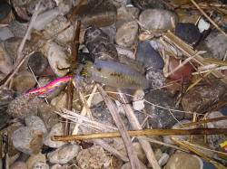 松帆　エギングで父親の還暦祝いのアオリイカ…