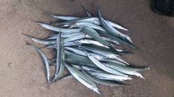 本荘人工島　サビキの予定もサヨリの群れ発見…