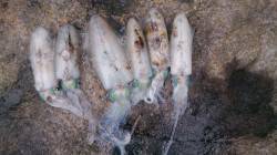 上瀬近くの地磯にてエギング　しつこめのスラ…