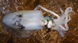 高浜　渋い状況の中エギングでアオリイカ2ハ…