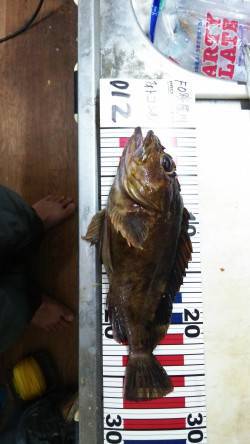 舞洲にてタチウオ・ガシラ・アジの釣果