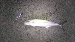 南芦屋浜　出勤前にルアーでタチウオ＆サゴシ…