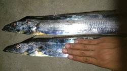 東二見人工島　ワインドで太さのあるタチウオ…