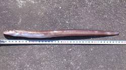 江井ヶ島で投げ釣り　ポツポツとアイナメが釣…