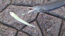 東二見　4時半〜6時までワインドでタチウオ狙い