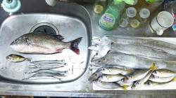 舞洲　ウキ釣りでタチウオ　サビキでアジ・サヨリの釣果