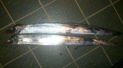 東二見　4時半〜6時までワインドでタチウオ狙い