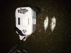 大阪南港　アジング釣行は潮止まり前にデカア…