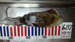 加太～田ﾉ浦漁港までエギングしてきました