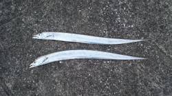 南芦屋浜ルアーでタチウオ　表層でのスローな…