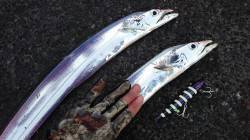 南芦屋浜　今シーズンのタチウオはまだまだ行…