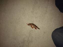 城ヶ崎にてアジングでアジ・ガシラ　激渋でし…