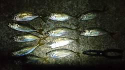 淀川河口周辺　18:30頃からバイトラッシ…