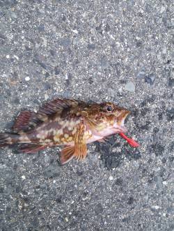 小島　アジング釣行も数は出ず