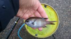 香住東港　青イソメをエサにコマセで寄せて釣…