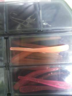 小島漁港　アジは回遊なく…足元でカマスがヒ…