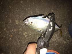 大阪南港　アジング釣行はジャンボの姿も見え…