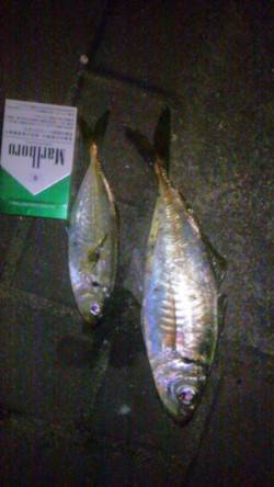 大阪南港　サビキ＆アジングでアジ・サバ好釣…