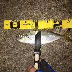 大阪南港ジャンボアジ狙いのアジング〜ボトムで良型アジ、中層ではタチウオ