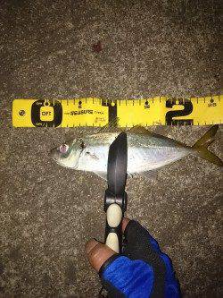 大阪南港ジャンボアジ狙いのアジング〜ボトムで良型アジ、中層ではタチウオ