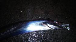 助松埠頭　仕事帰りのちょこっとタチウオワイ…