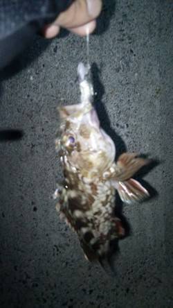 泉佐野　漁港のランガン！ガシリング!!