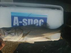 大阪南港　エビ撒き釣りでハネ、秋のシーズン…